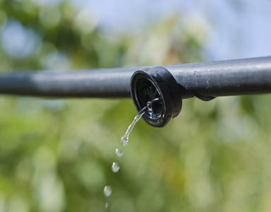 a drip irrigation line