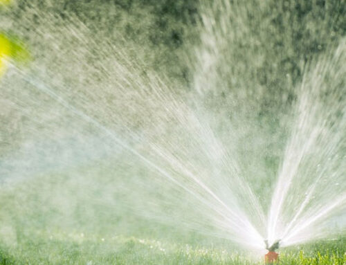 The Best Time to Water Lawn in Hot Weather